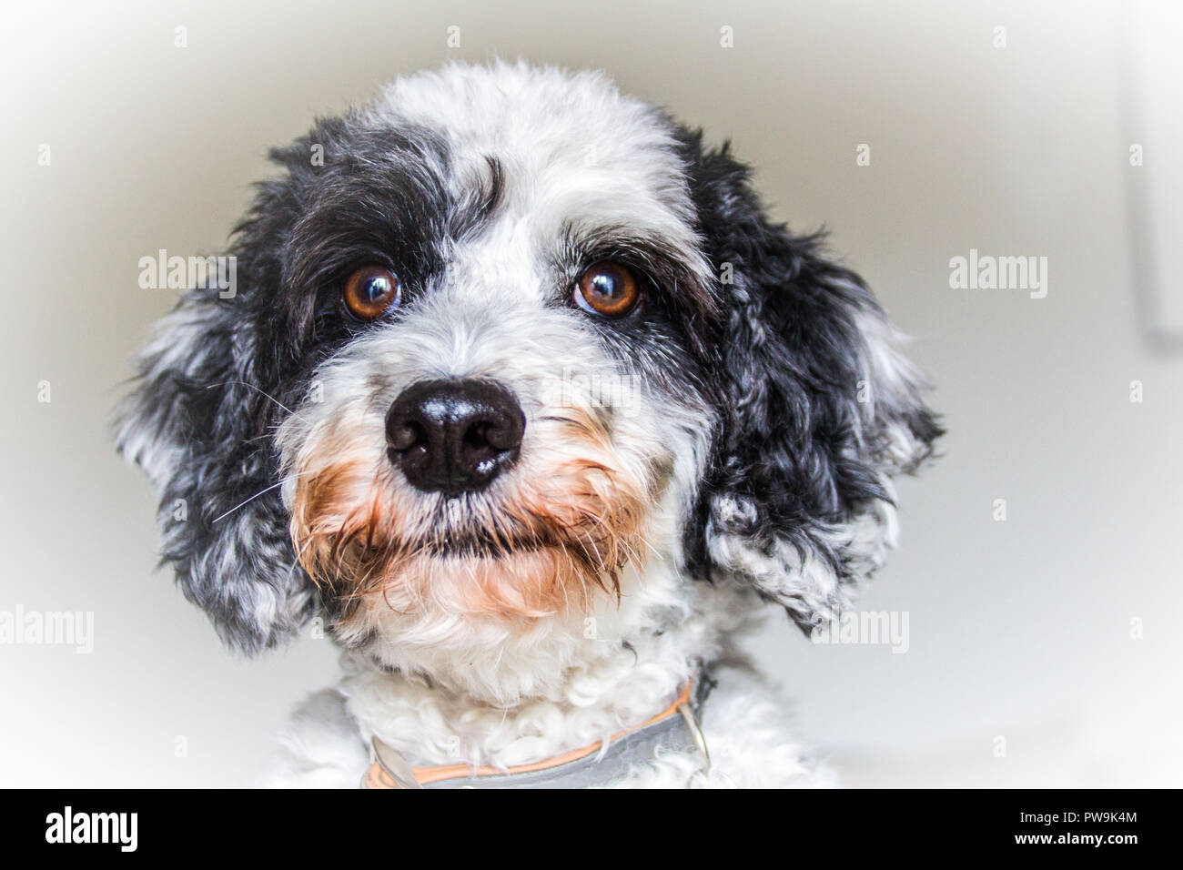 Cockapoo noir et blanc Banque D'Images