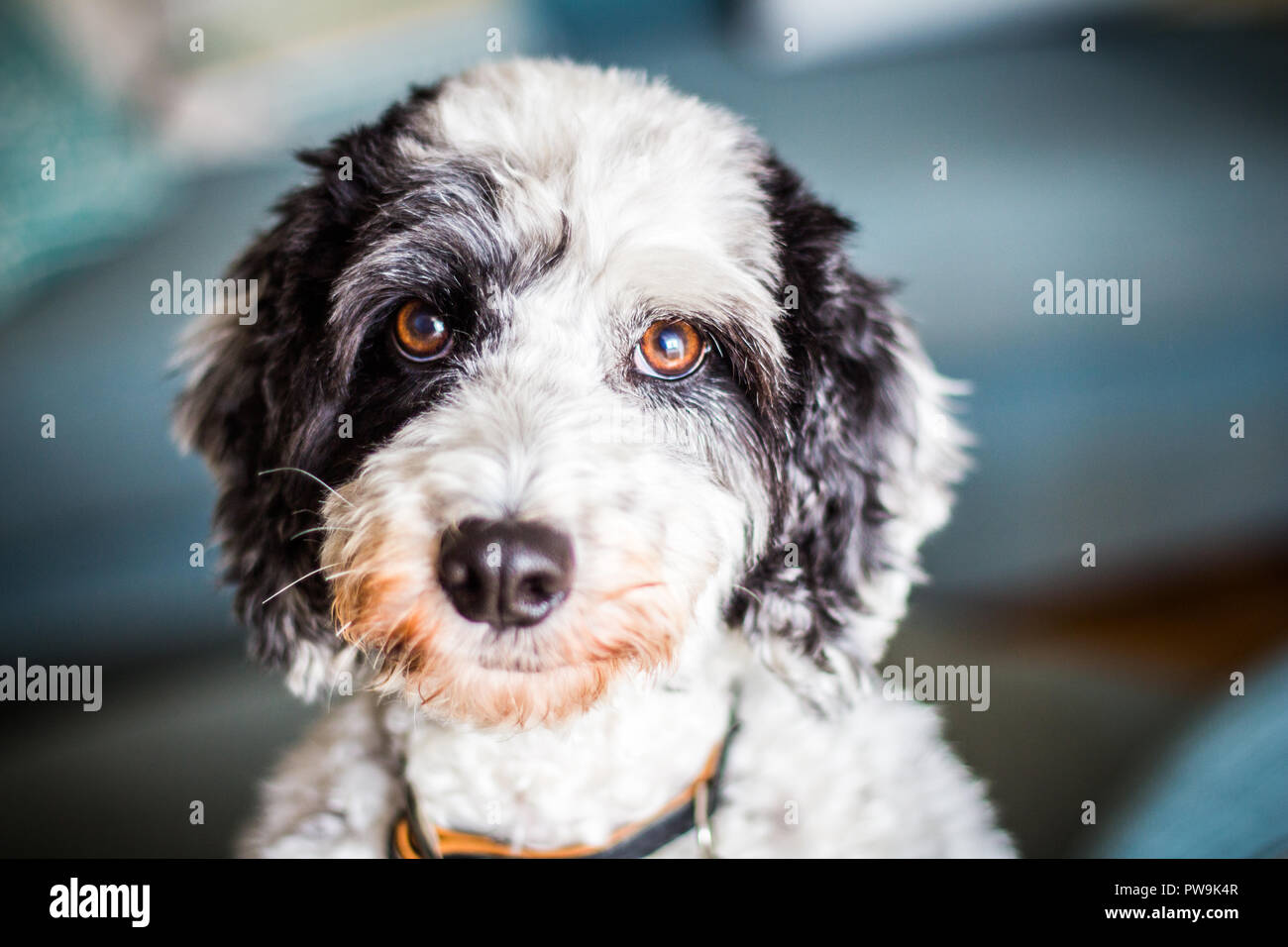 Cockapoo noir et blanc Banque D'Images