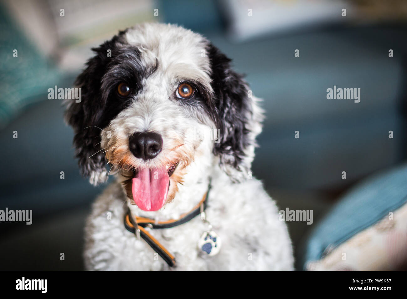 Cockapoo noir et blanc Banque D'Images