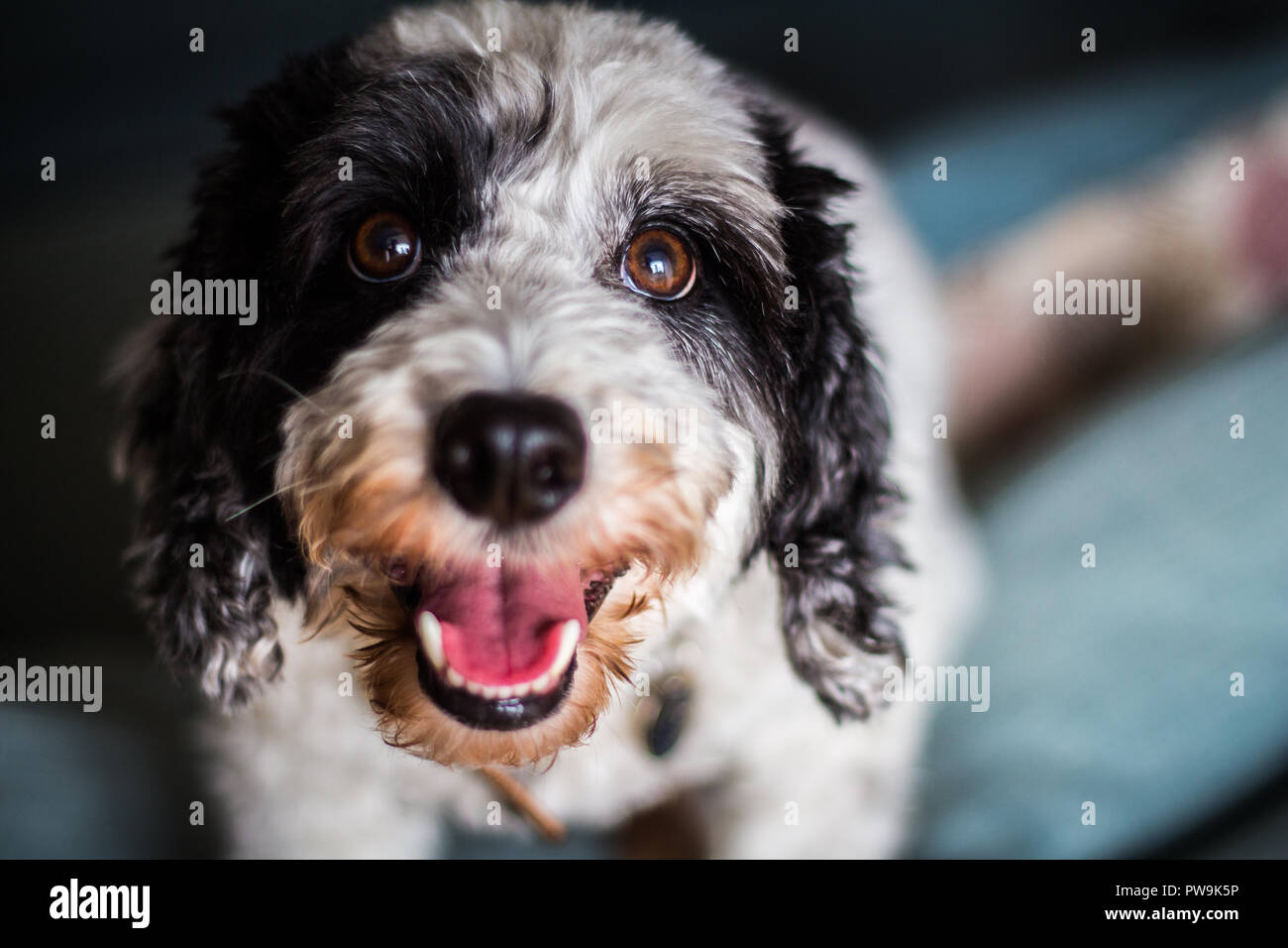 Cockapoo noir et blanc Banque D'Images