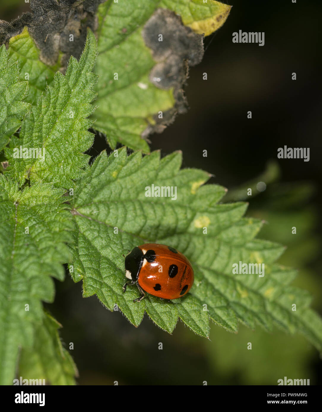 Coccinelle sur une feuille verte Banque D'Images