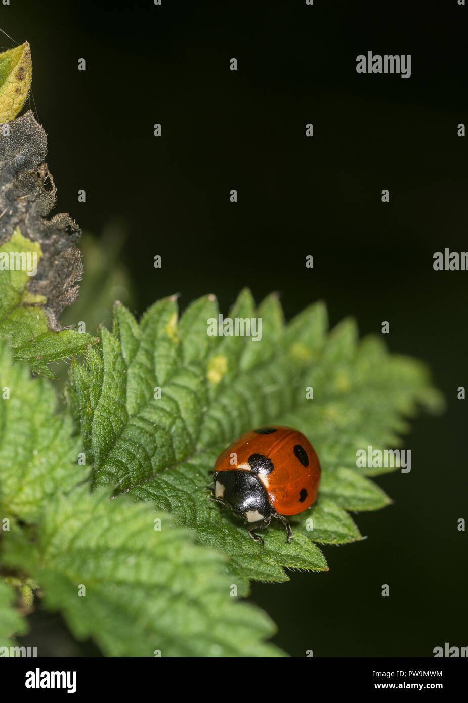 Coccinelle sur une feuille verte Banque D'Images