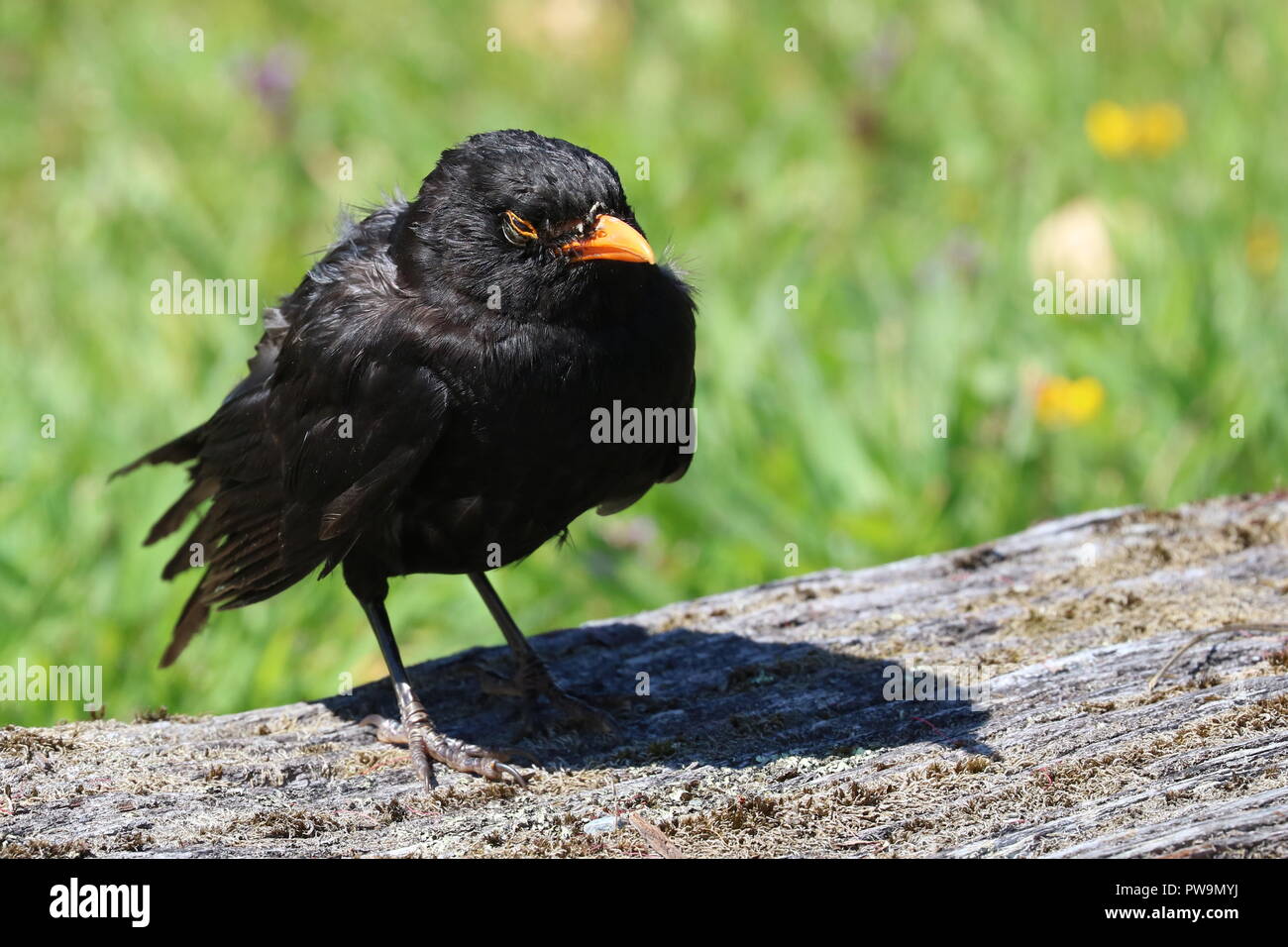 Eurasian Blackbird (Turdus merula). Close-up of New Zealand Black bird, bec jaune, debout sur un journal, fleurs herbe arrière-plan. New Zealand Hokitika Banque D'Images