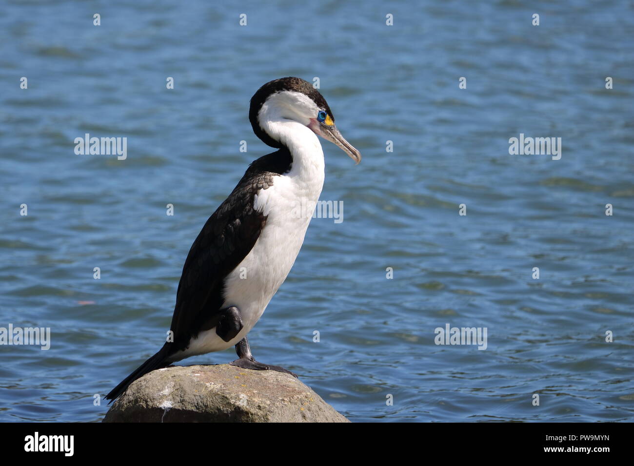 (Phalacrocorax varius), Héron, close-up debout sur un rocher une jambe au repos, blue sea water background. Tauranga, Nouvelle-Zélande oiseau. Banque D'Images