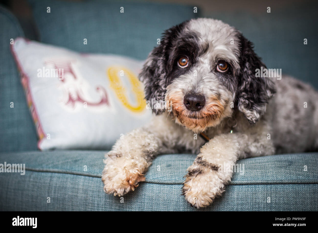 Cockapoo noir et blanc Banque D'Images