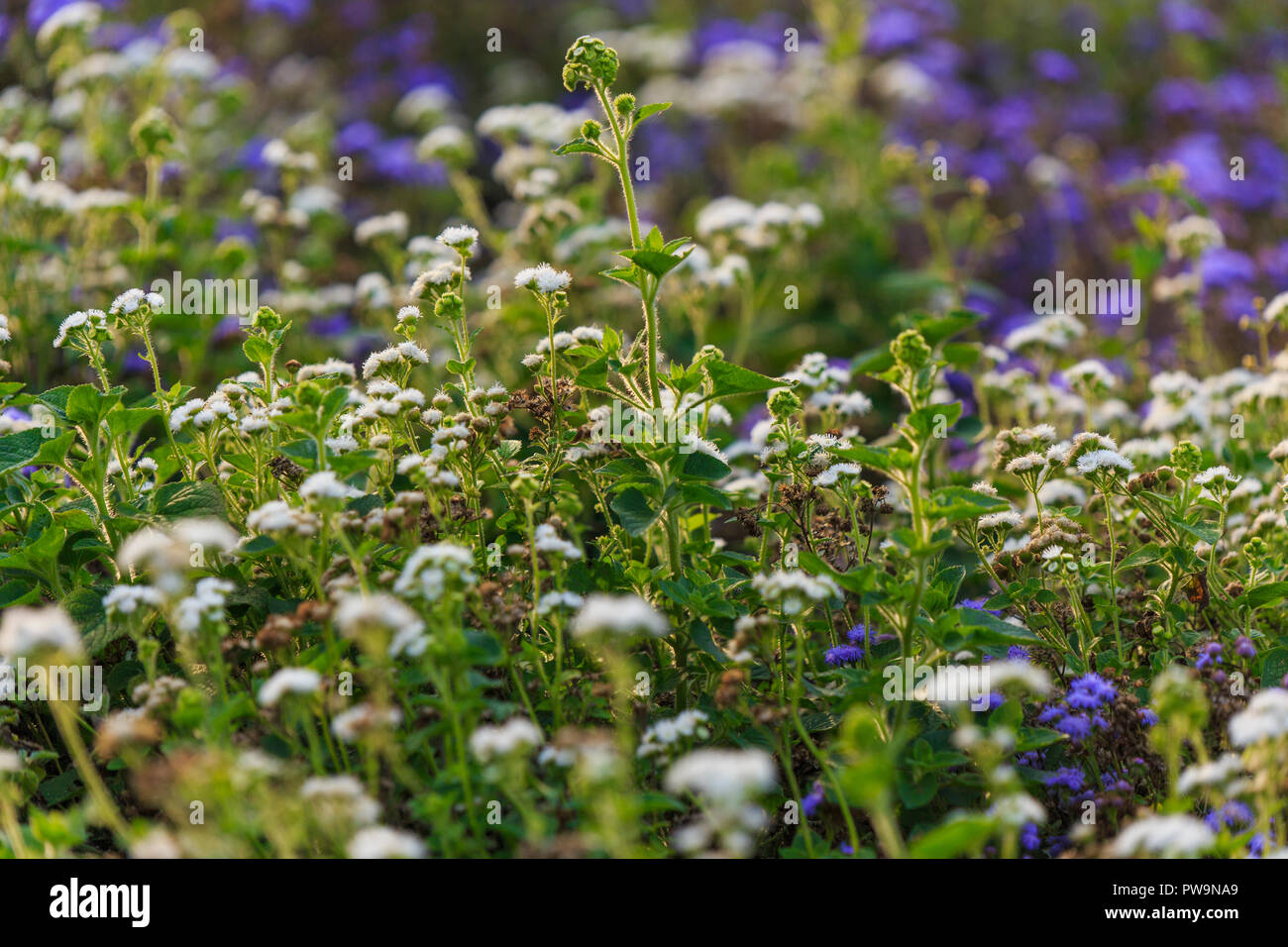 Blanc et violet fleurs dans la lumière du soleil d'or Banque D'Images