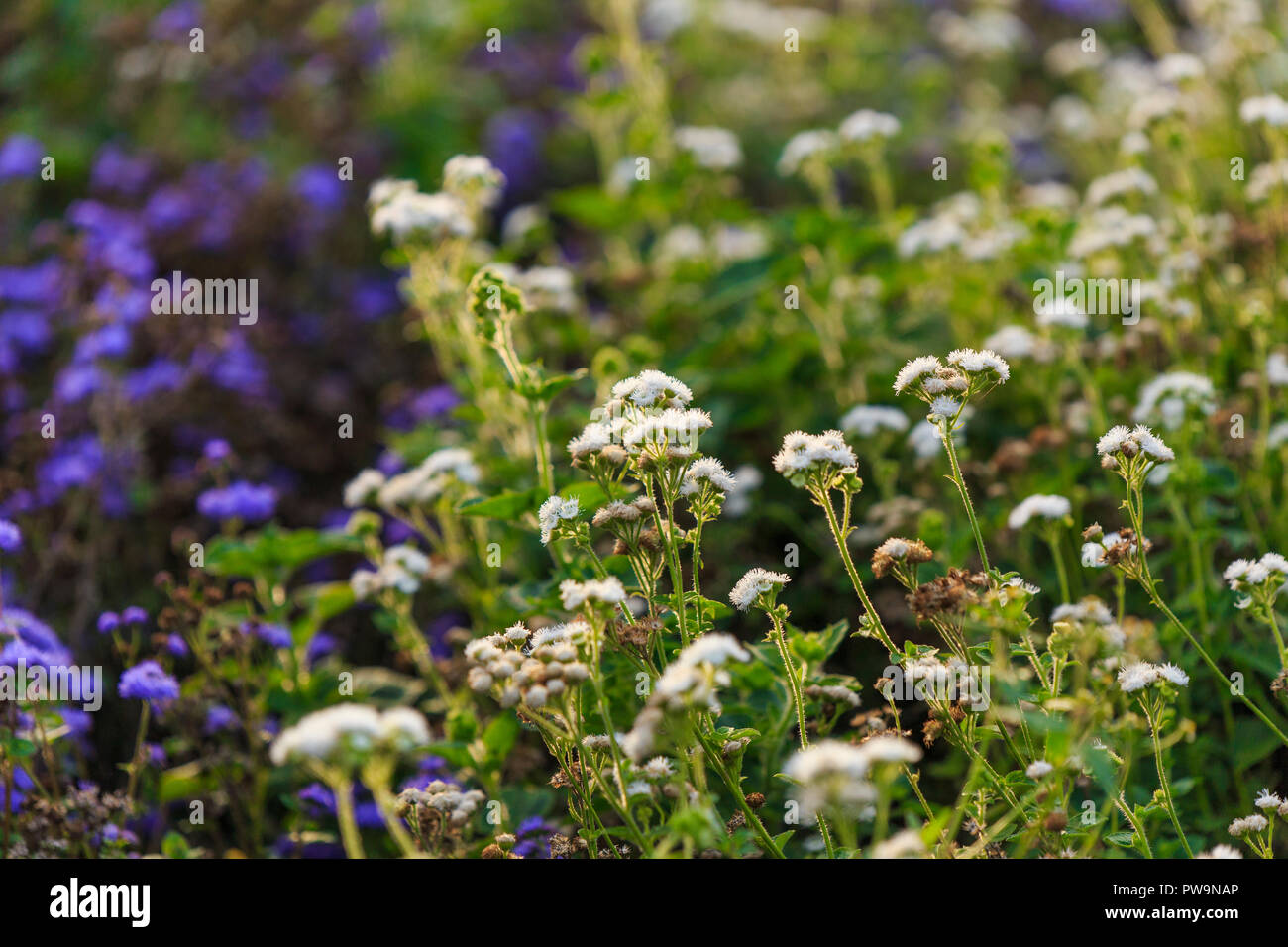 Blanc et violet fleurs dans la lumière du soleil d'or Banque D'Images