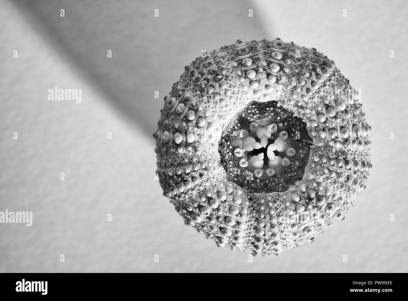 La tête en bas gros plan d'une coquille d'oursin de mer - shell citrouille Banque D'Images