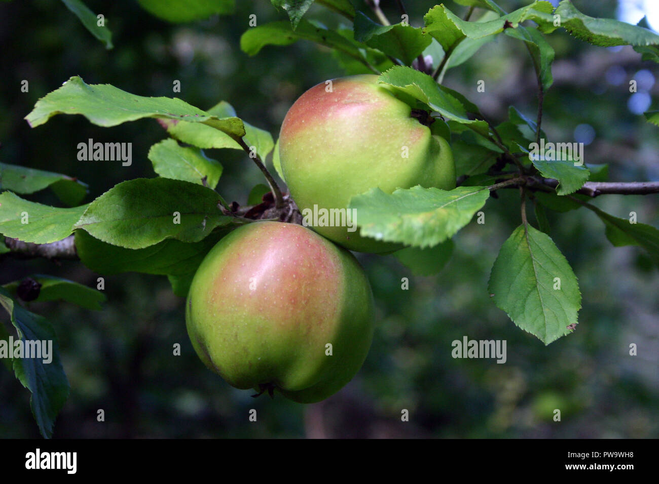 La maturation des pommes SUR L'arbre, l'Est de la Tasmanie, Australie Banque D'Images