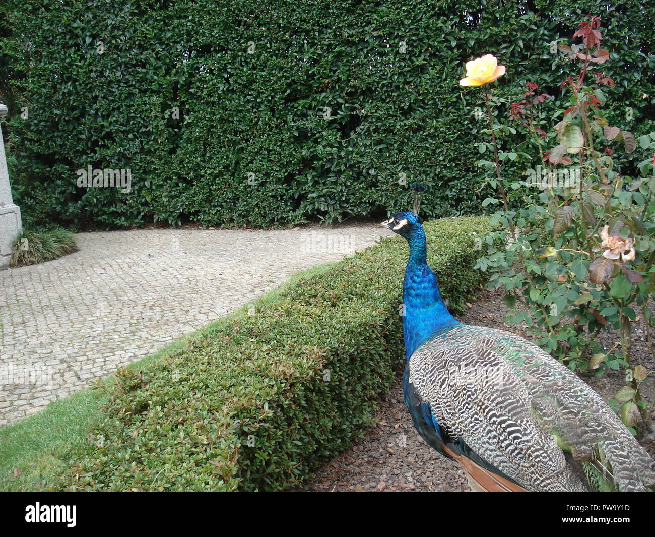 Un paon se promener dans un jardin européen. Banque D'Images