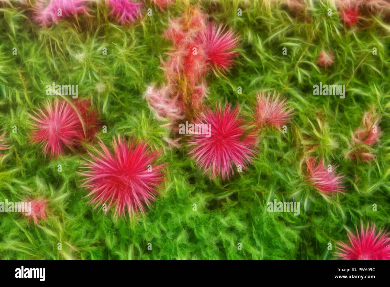 Modèle fractal résumé avec des fleurs roses Banque D'Images