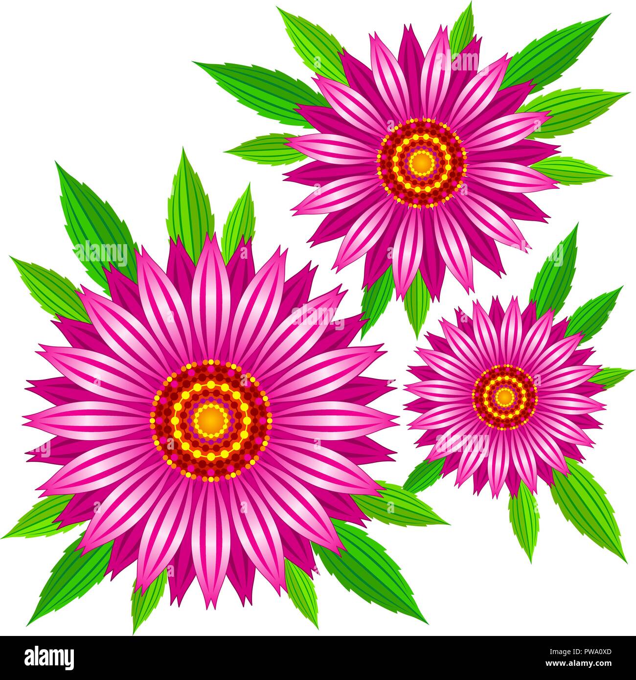 Echinacea purpurea vector fleurs. Illustration de Vecteur