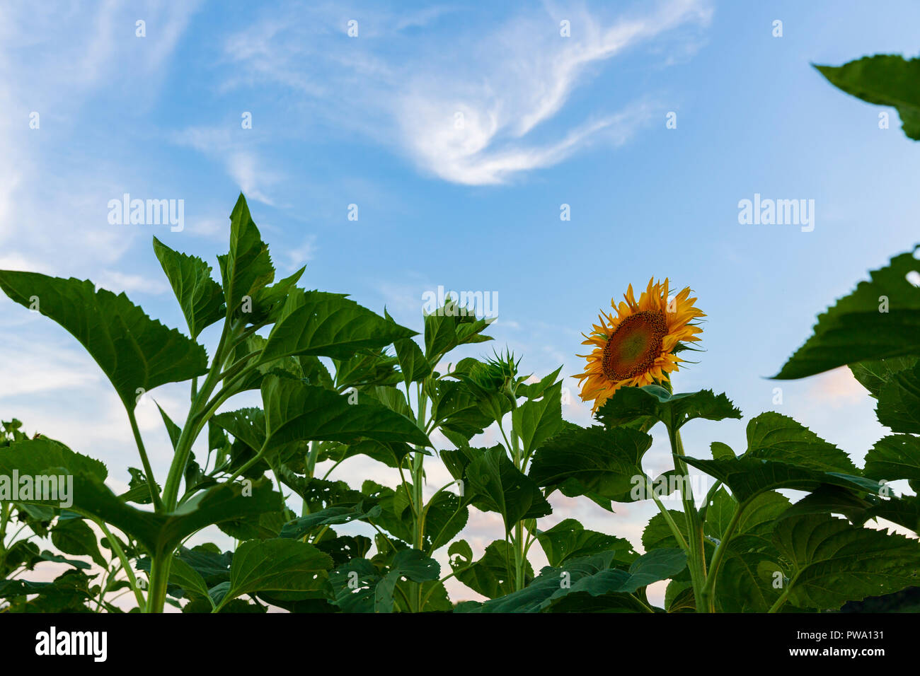 Un champ de tournesols fleuri sur une route de campagne dans la région des lacs Finger de l'État de New York. Banque D'Images