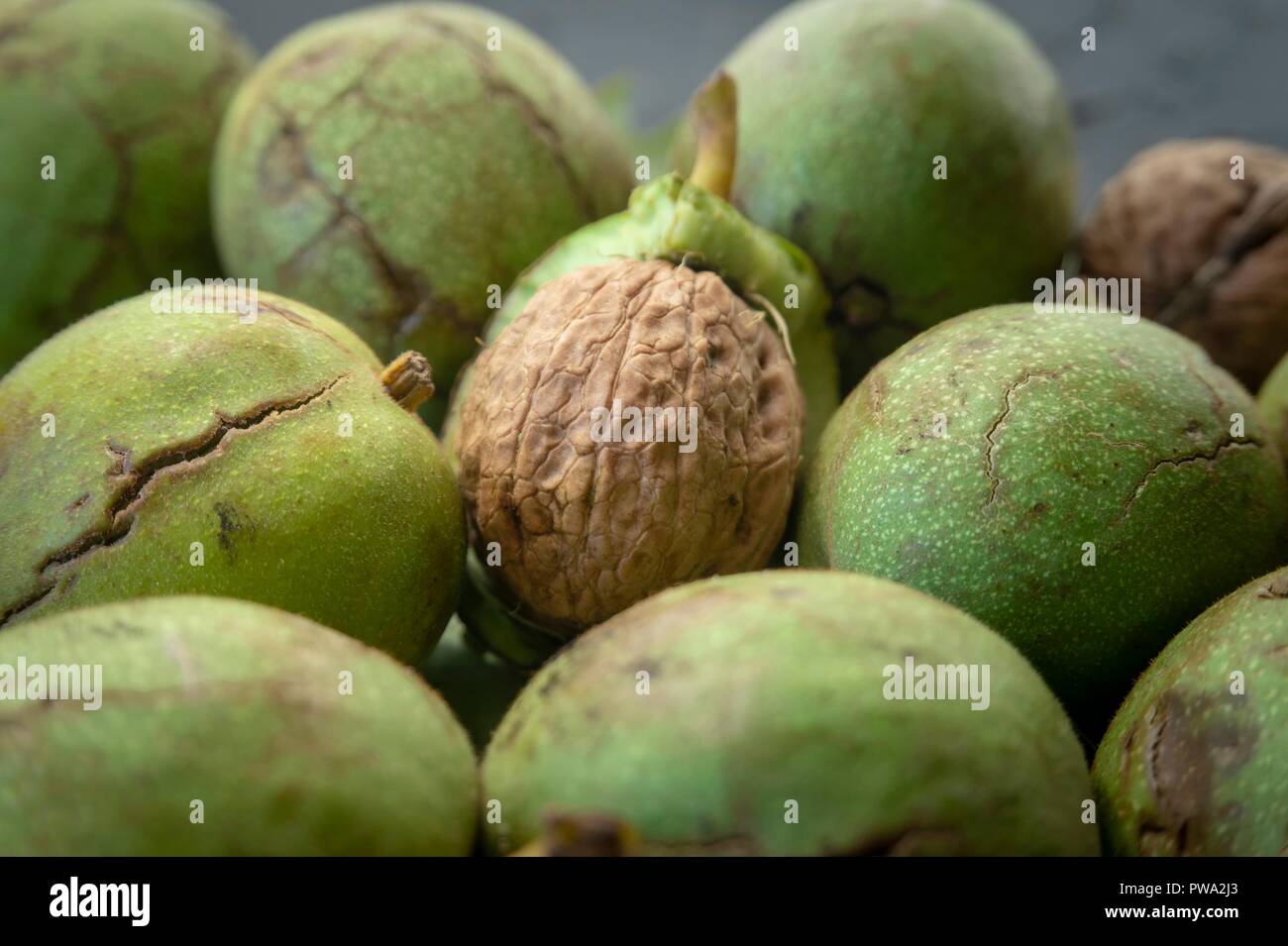 La récolte fraîche de noix (Juglans regia) dans une carapace verte. Shell et écorces de noix, quand les noix sont prêts à prendre concept Banque D'Images