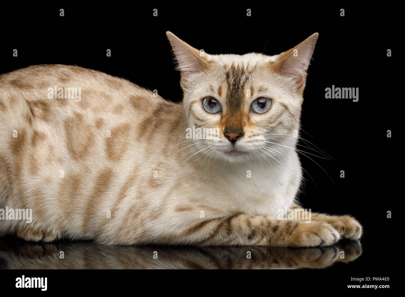 Snow White Bengal Chat Isole Sur Fond Noir Photo Stock Alamy