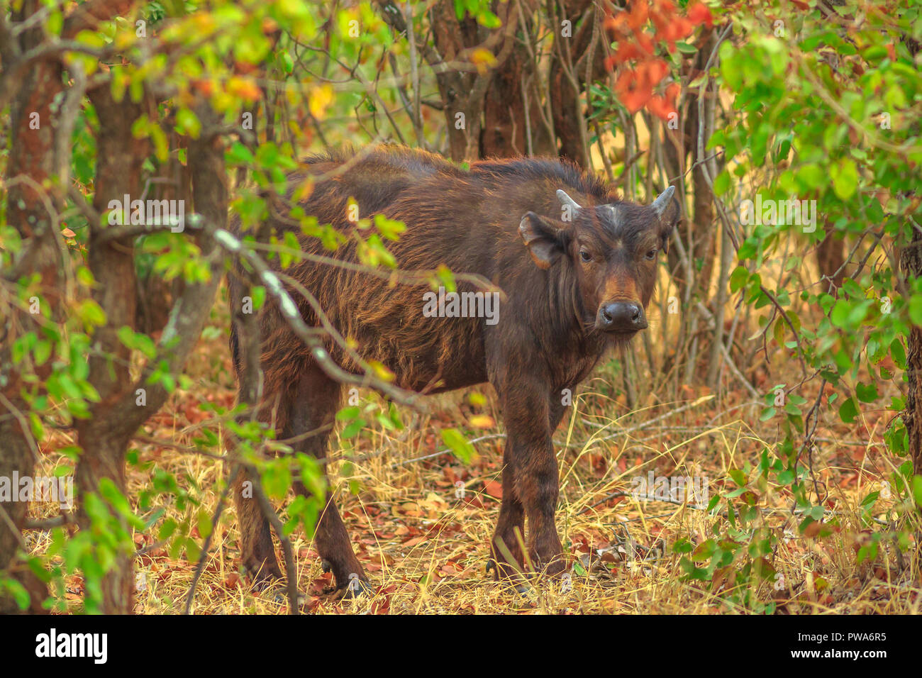 Femme d'Afrique, Syncerus caffer, dans la nature de l'habitat. Le Parc National Kruger en Afrique du Sud. Le buffle est une grande partie de l'espèce bovine africaine populaires Big Five. Banque D'Images