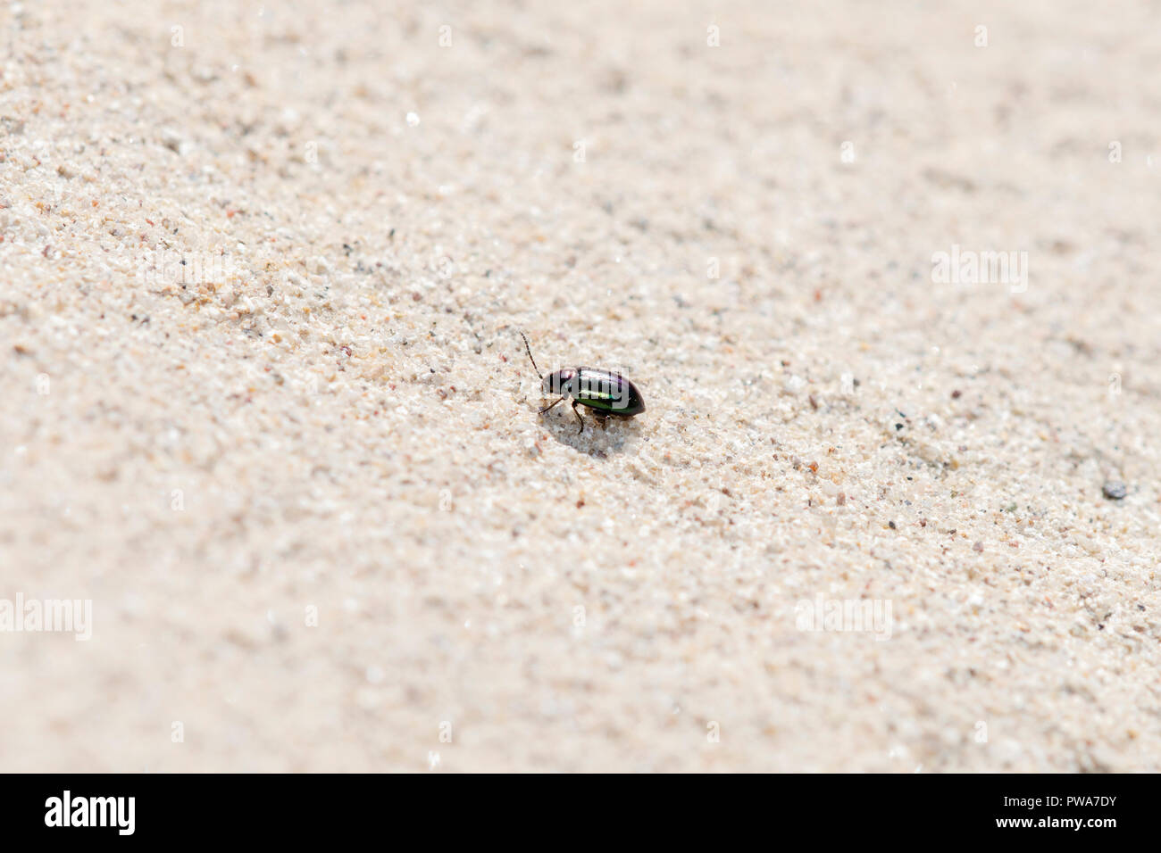 Violet et Vert métallique (Altise Altica sp.) ramper dans le grès sur les plaines orientales du Colorado Banque D'Images