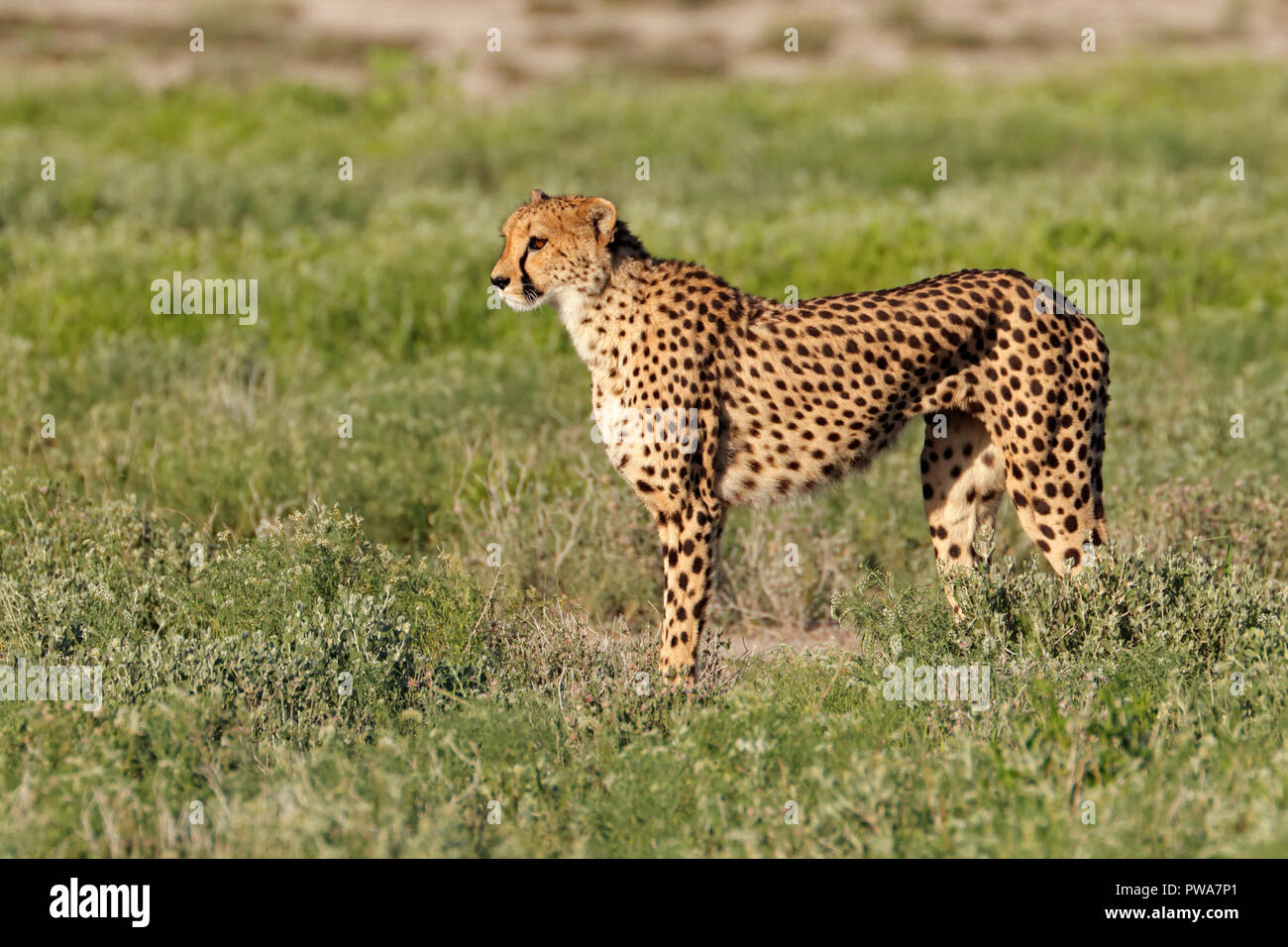 Une alerte Guépard (Acinonyx jubatus) sur la chasse au phoque, Etosha National Park, Namibie Banque D'Images