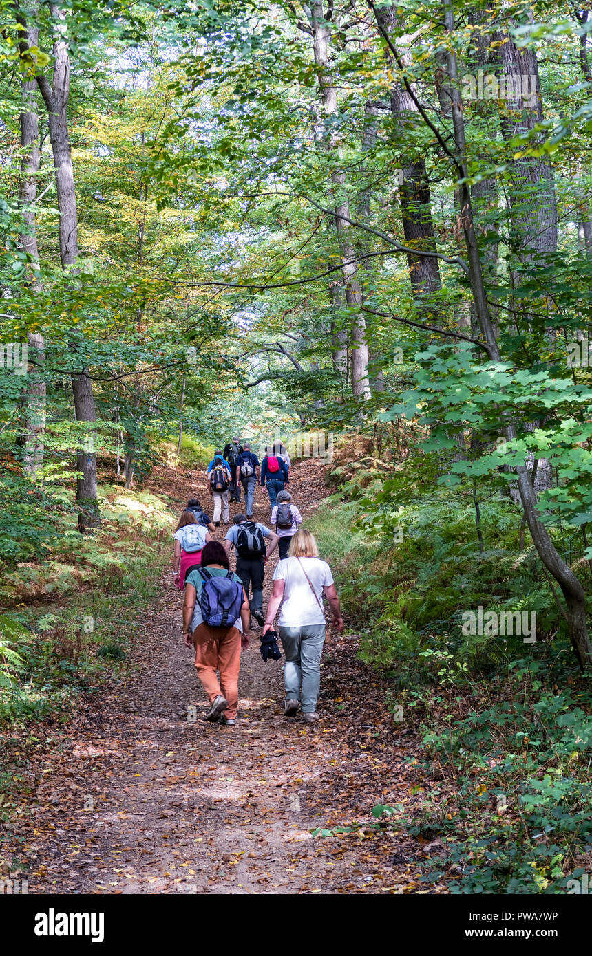 Groupe d'aînés de la randonnée dans la forêt en automne - Forêt de Saint Germain, France Banque D'Images