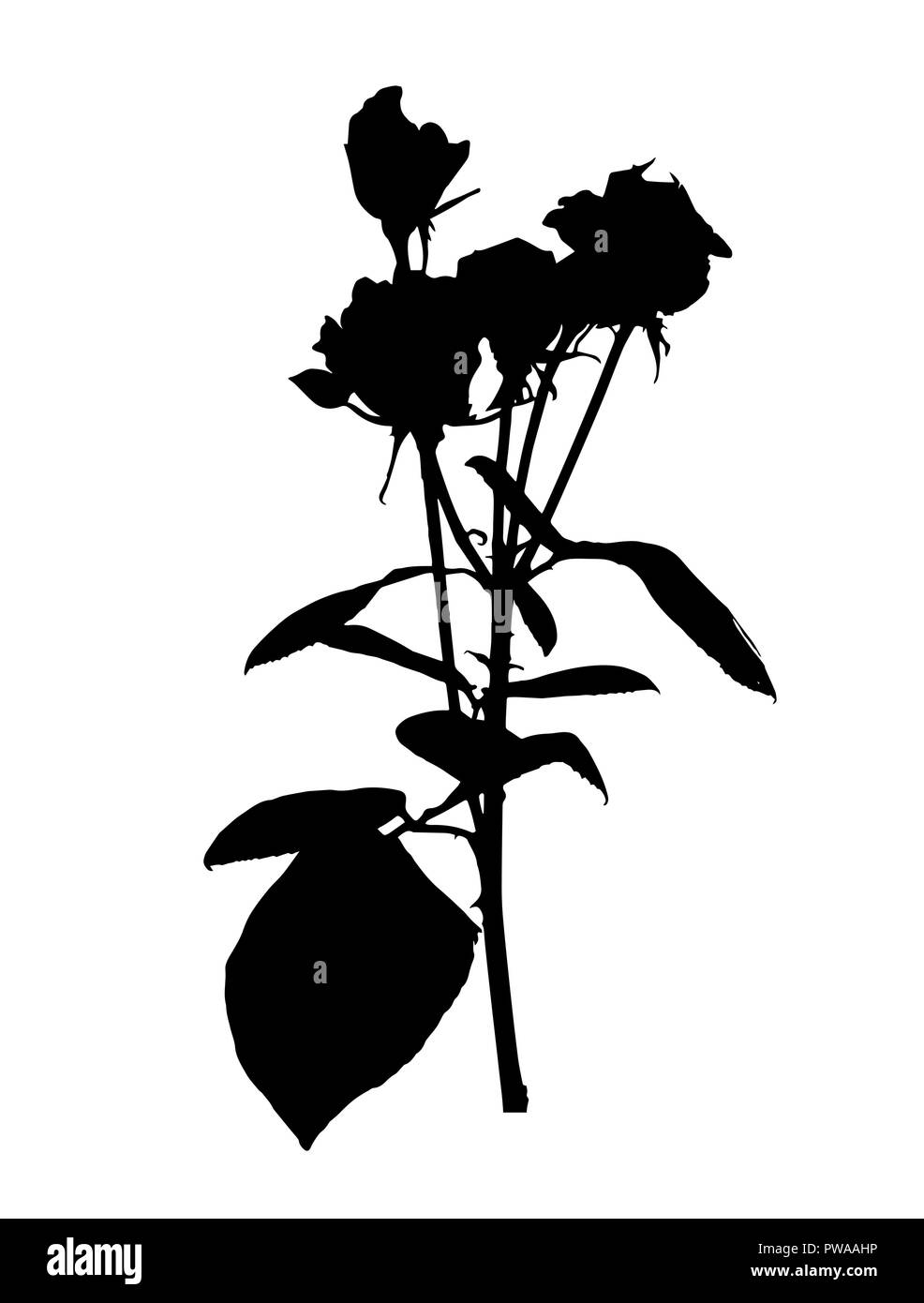 Silane belles roses blanches et noires. Isolé sur fond blanc. Vector Illustration Illustration de Vecteur
