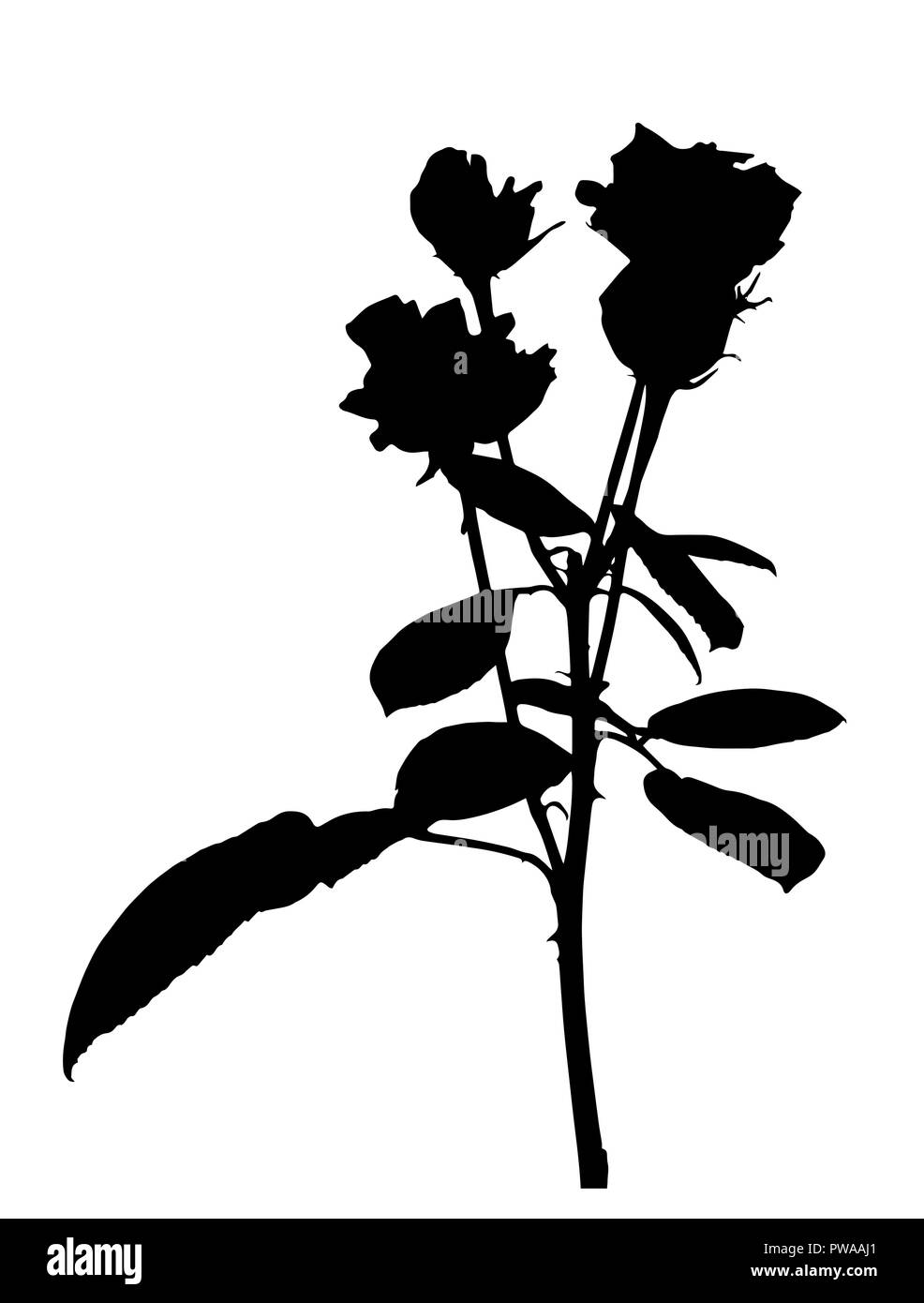 Silane belles roses blanches et noires. Isolé sur fond blanc. Vector Illustration Illustration de Vecteur