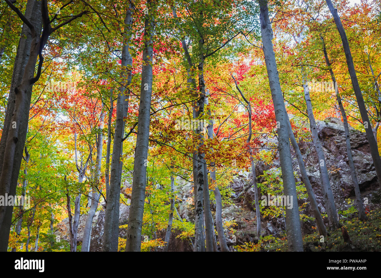 En automne, Cozia Carpates, Roumanie. Des couleurs d'automne en forêt. Paysages de la nature avec lumière du soleil à travers les branches des arbres. Collection automne coloré Banque D'Images