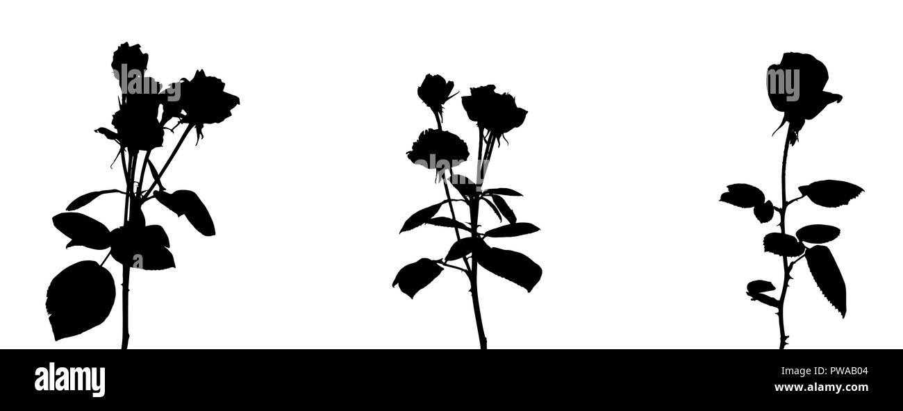 Ensemble de belles roses blanches et noires de silane. Isolé sur fond blanc. Vector Illustration Illustration de Vecteur