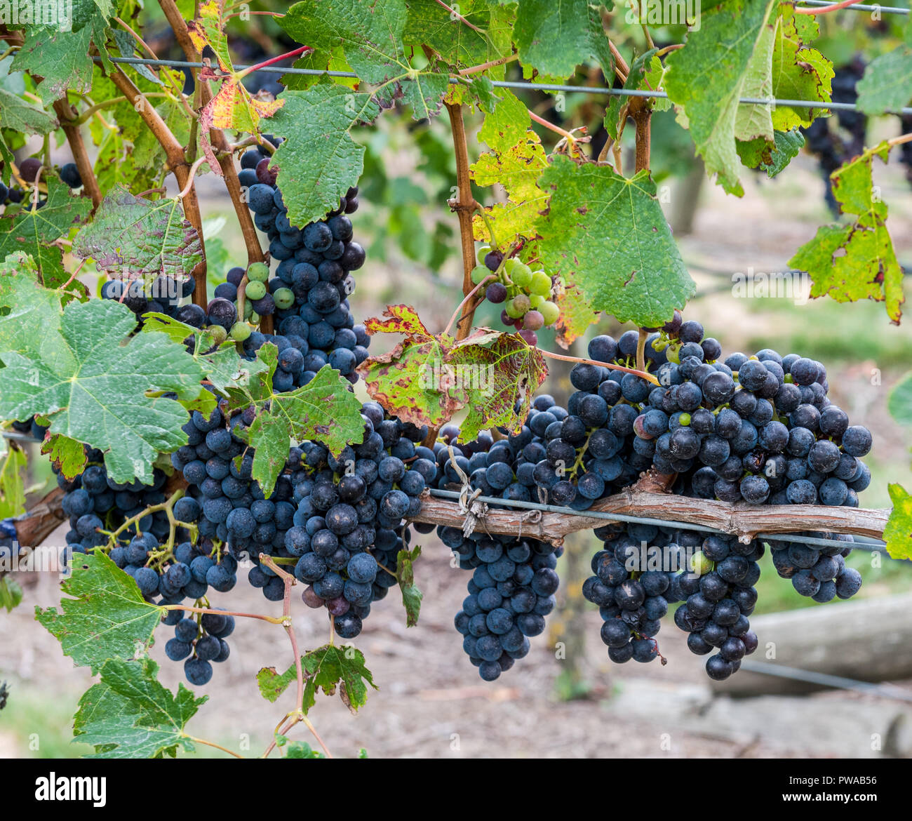 Les raisins mûrissent sur la vigne dans un vignoble de Nouvelle-Zélande Banque D'Images