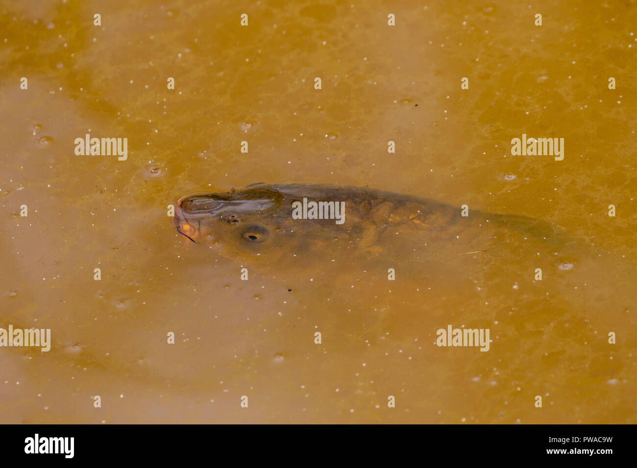 Tête de carpe au dessus de l'eau dans un étang boueux Banque D'Images