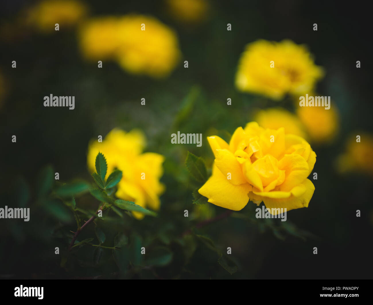Rosa 'Les poètes épouse'. Bush de la floraison des roses jaunes dans le jardin Banque D'Images