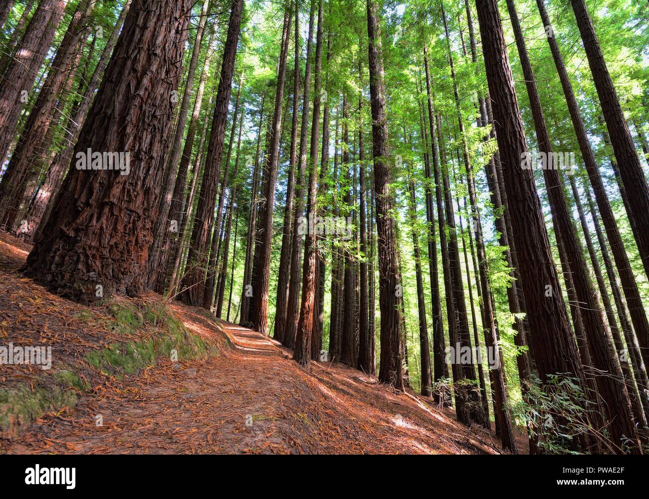 Séquoias dans Cabezon de la Sal, Espagne. Monument naturel de la séquoias Monte Cabez-n. Banque D'Images