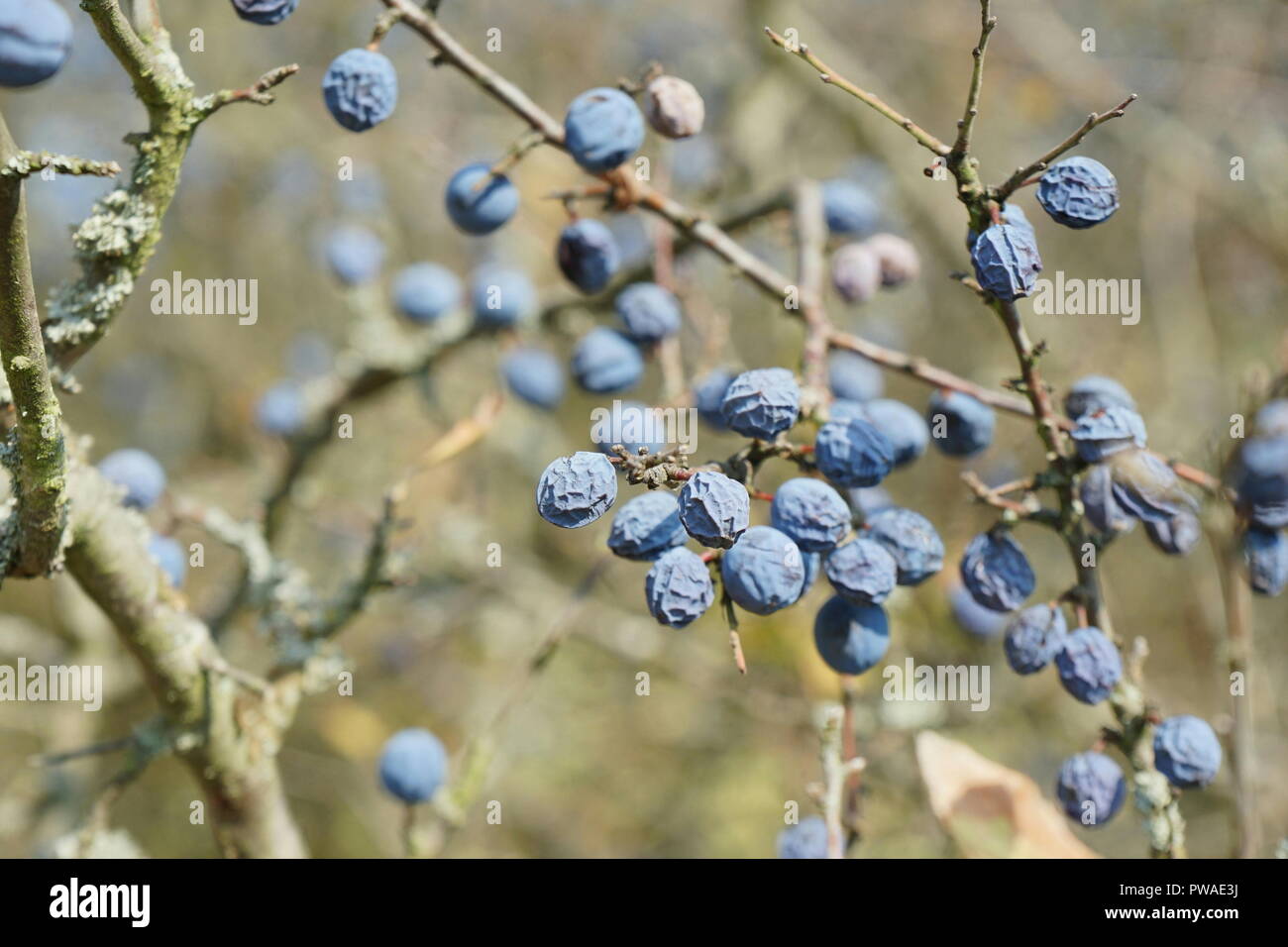 Früchte des Schlehdorn (Prunus spinosa), Schlehendorn, Schlehe, Heckendorn, Schwarzdorn, Deutsche Akazie Schwarzdorn, Schlehe, Deutschland, Europa Banque D'Images