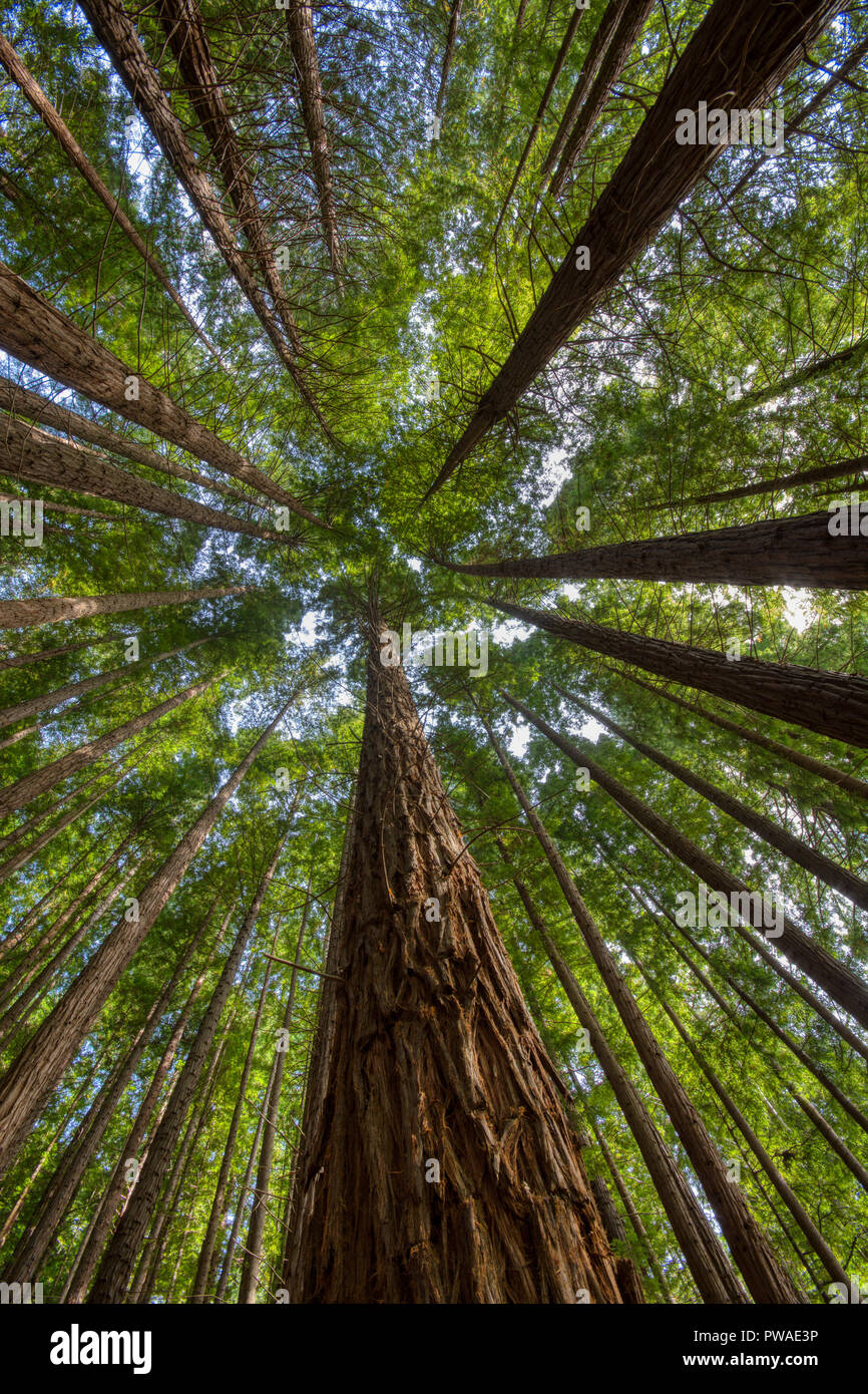 Séquoias dans Cabezon de la Sal, Espagne. Vue de dessous au Monument naturel de la séquoias Monte Cabez-n. Banque D'Images