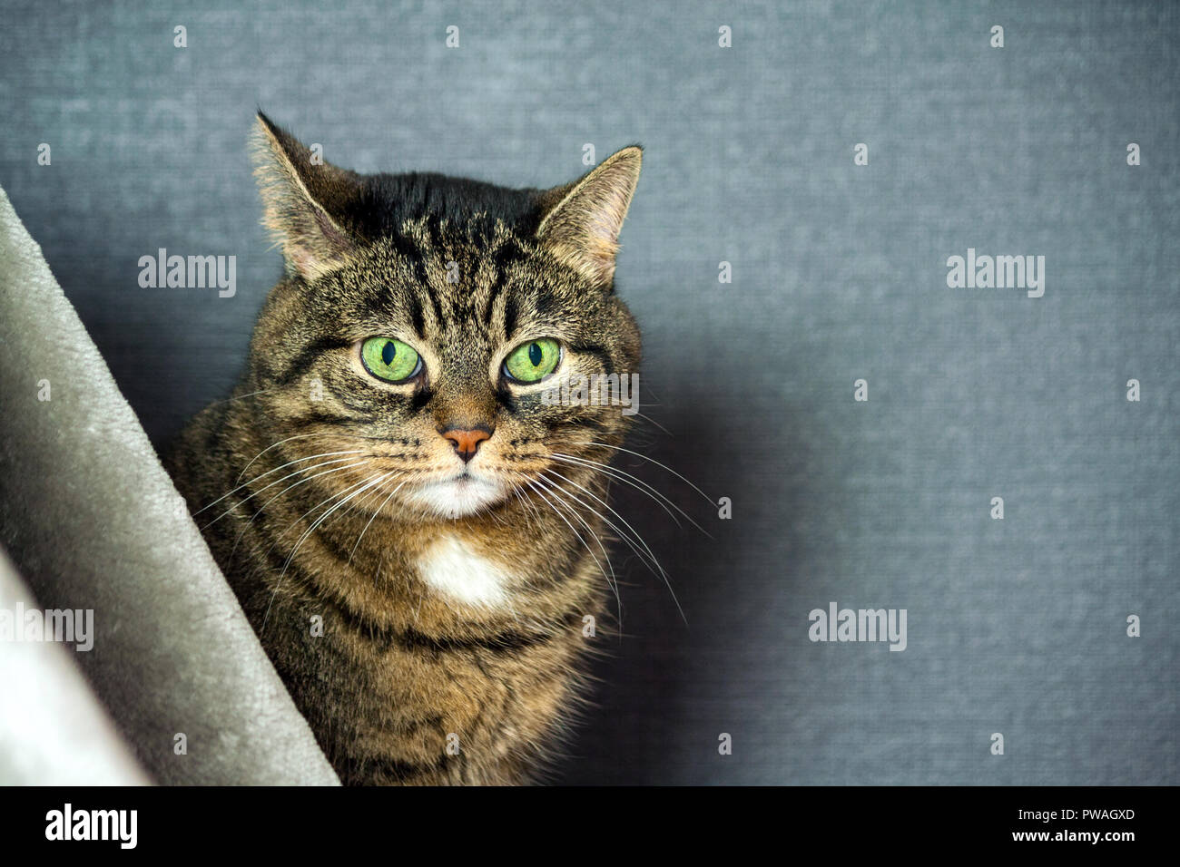 Chat rayé bâtard, matières grasses joues, close-up portrait, est assis derrière un voile gris, dans l'arrière-plan un fond bleu foncé, vert, yeux obliques énormes Banque D'Images