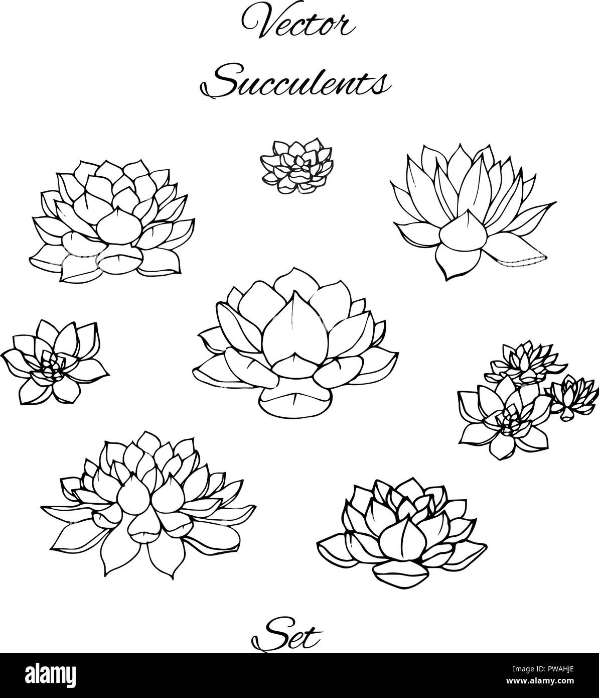 Hand drawn vector set contours succulentes isolé sur fond blanc. Illustration de Vecteur