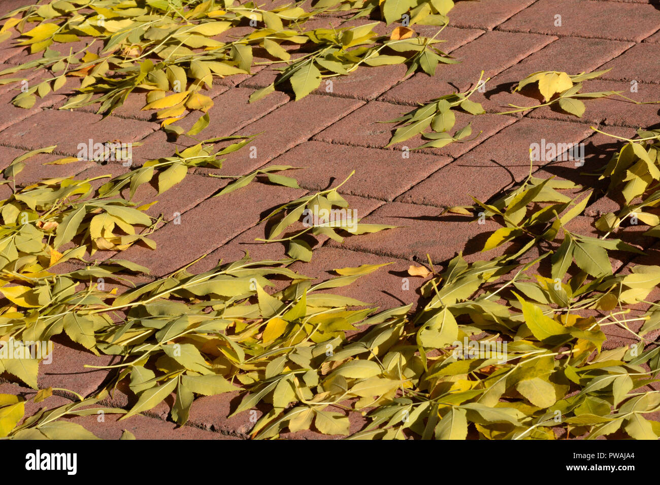 Tombé Jaune automne le frêne (fraxinus) les feuilles des arbres sur le chemin à pied en brique rouge Banque D'Images