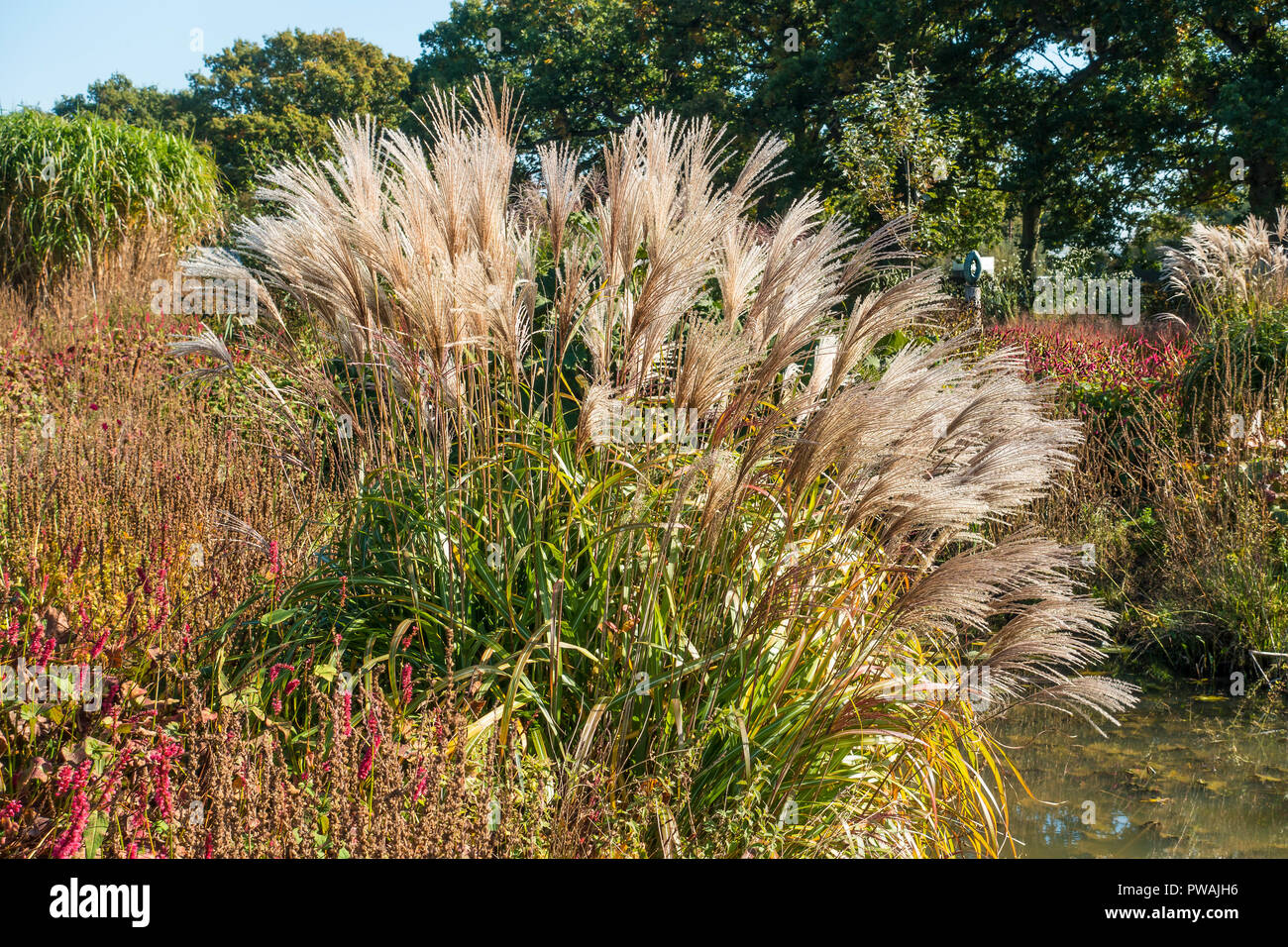 Graminées ornementales,rétro,jardin,des Prairies du Sussex Sussex,Henfield Banque D'Images