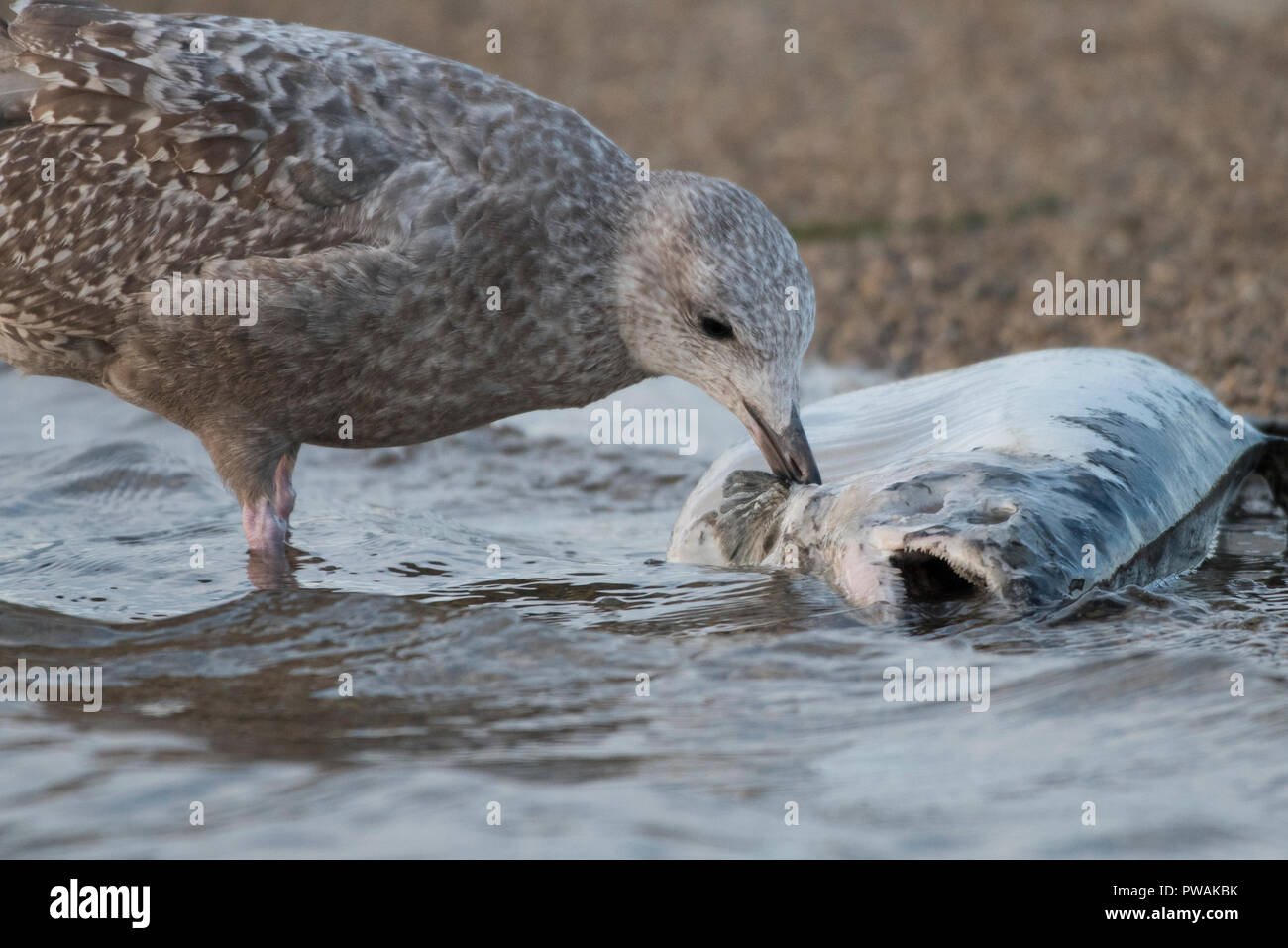 Un goéland argenté juvénile de Lakeshore State Park à Milwaukee, Wisconsin. C'est un saumon mort d'évacuation qui s'est échoué sur la plage. Banque D'Images