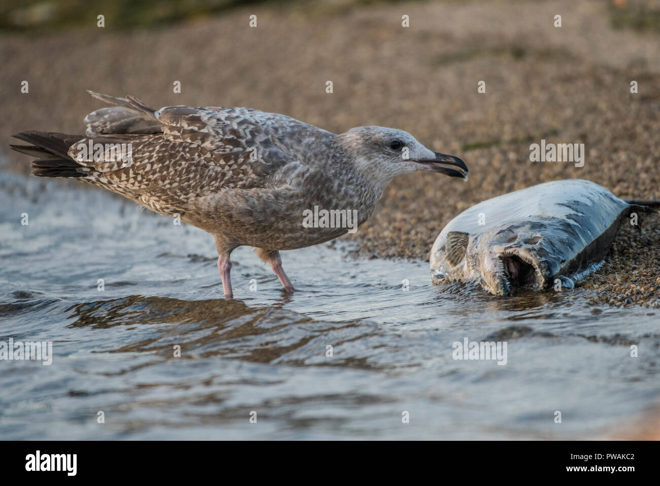 Un goéland argenté juvénile de Lakeshore State Park à Milwaukee, Wisconsin. C'est un saumon mort d'évacuation qui s'est échoué sur la plage. Banque D'Images