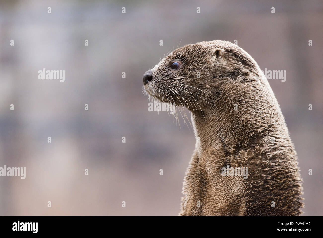 L'Amérique du Nord La loutre de rivière (Lontra canadensis) portrait Banque D'Images