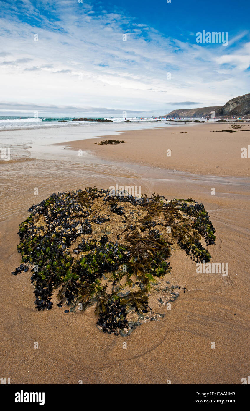 Porthtowan Beach sur la côte de Cornouailles, populaire auprès des surfeurs et bodyboard Banque D'Images