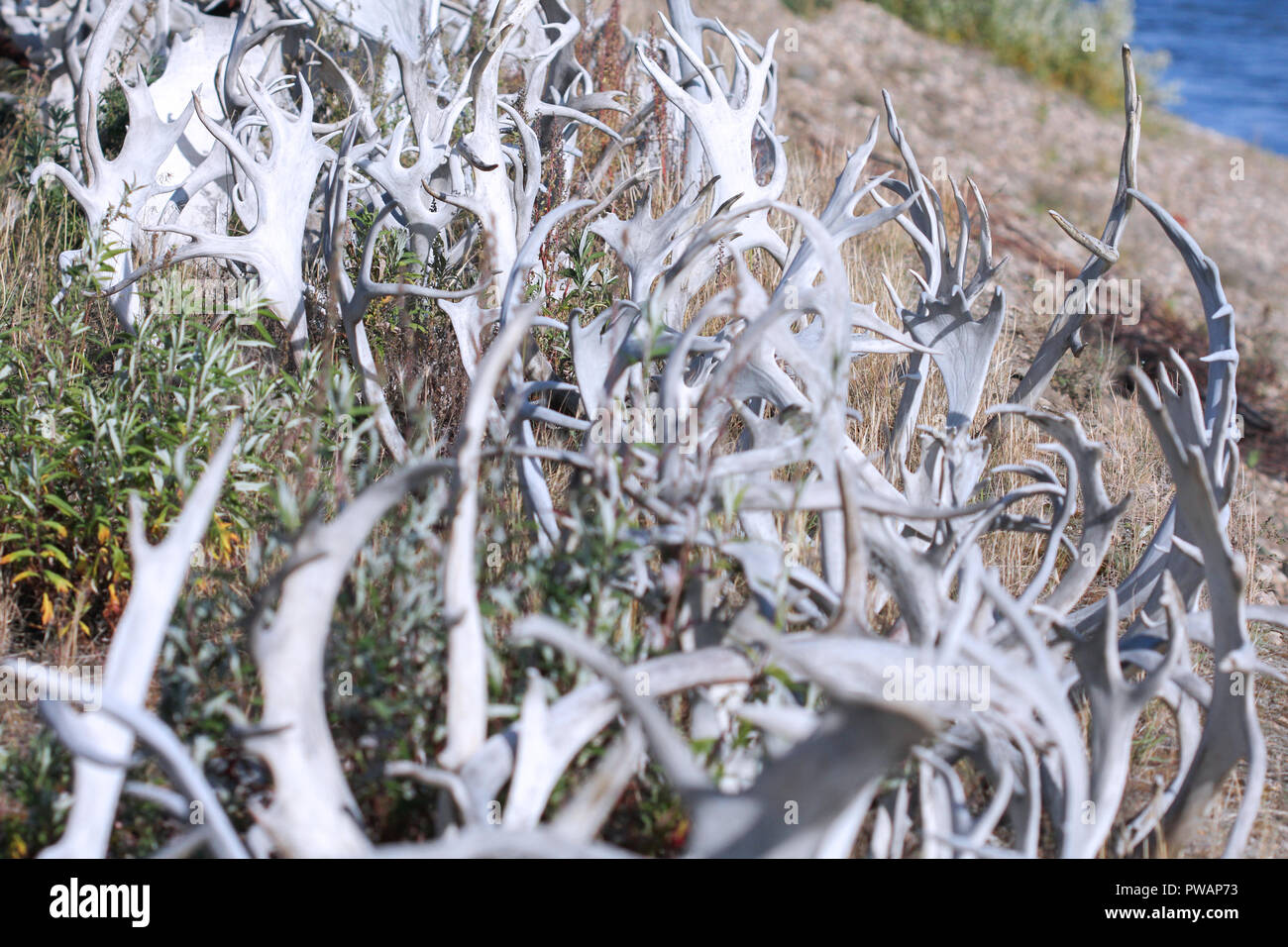 Old Crow, Canada. Clôture de bois de caribou et d'orignal mélangée avec de la rivière Porcupine, en arrière-plan. Banque D'Images