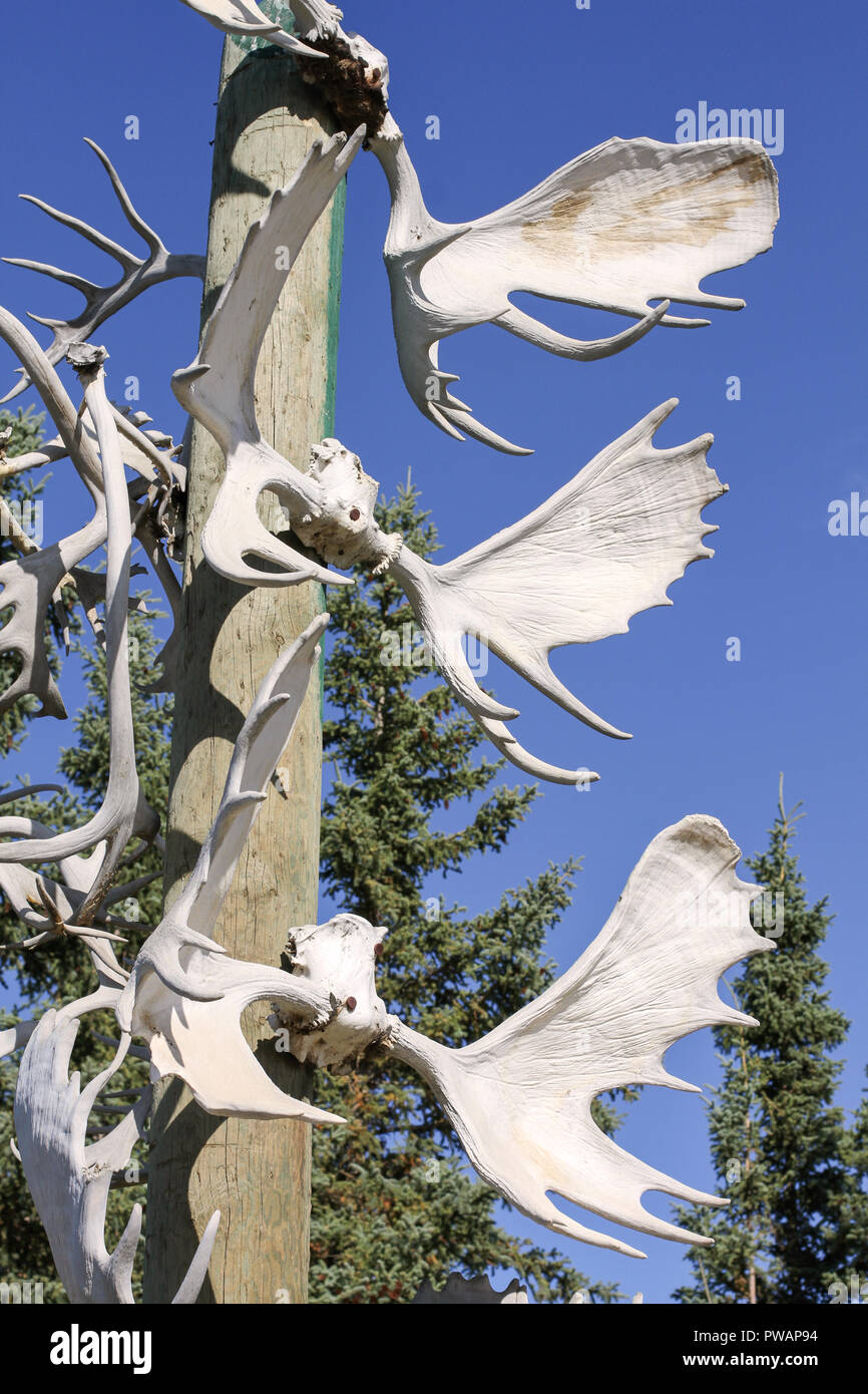 Old Crow, Canada. Les Premières Nations totem à Moose antlers avec ciel bleu en arrière-plan. Banque D'Images