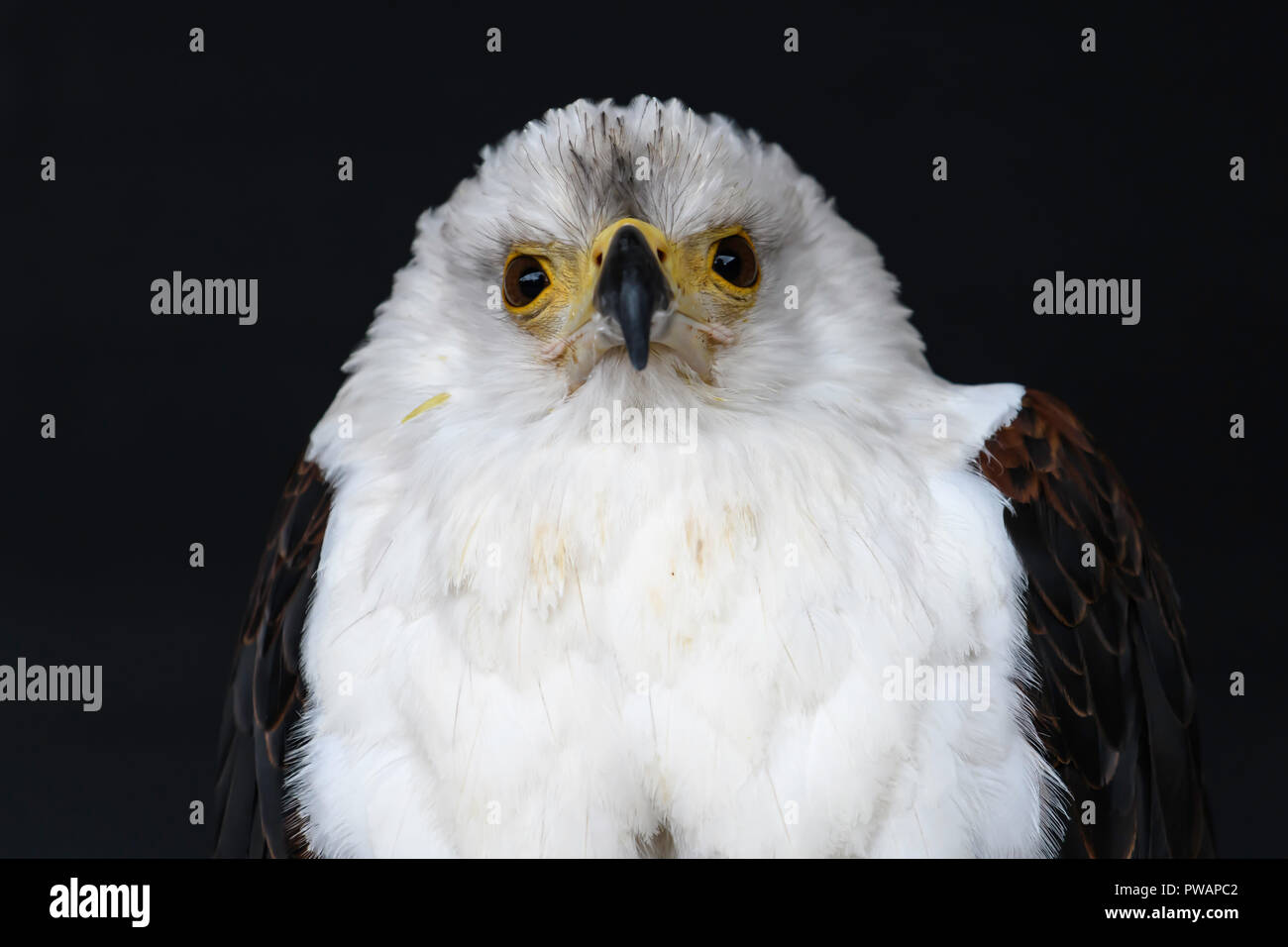 African Fish Eagle Banque D'Images