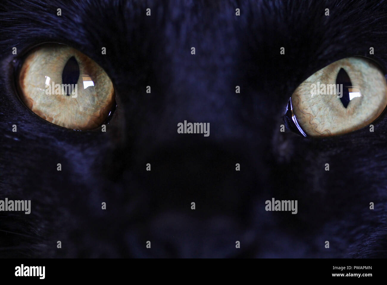 Melanocytes Banque D Image Et Photos Alamy