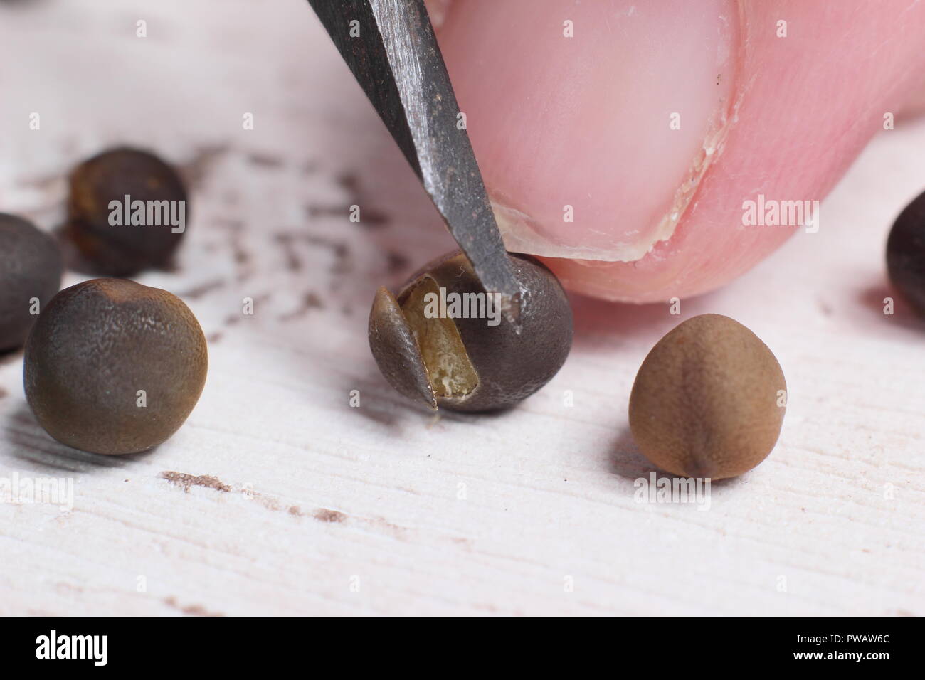 Lathyrus odoratus. Entaille (chitting, écaillé ou scarification) le shell de pois sucré pour favoriser la germination des semences Banque D'Images