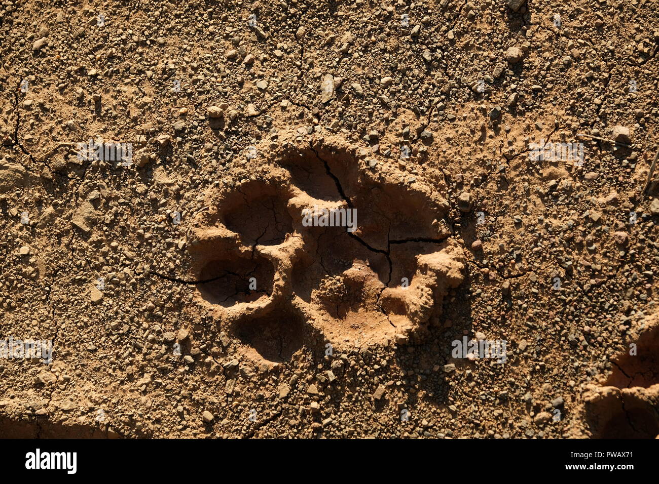 Close up of Lion paw print en boue séchée Banque D'Images