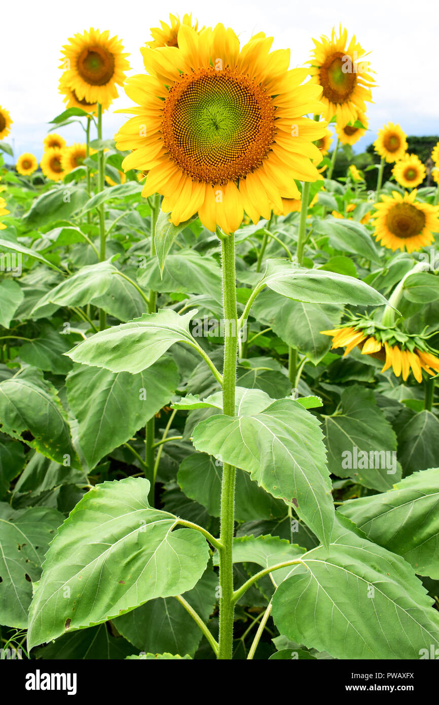 Helianthus annuus, Tournesol noir boules de graines pour le printemps Banque D'Images