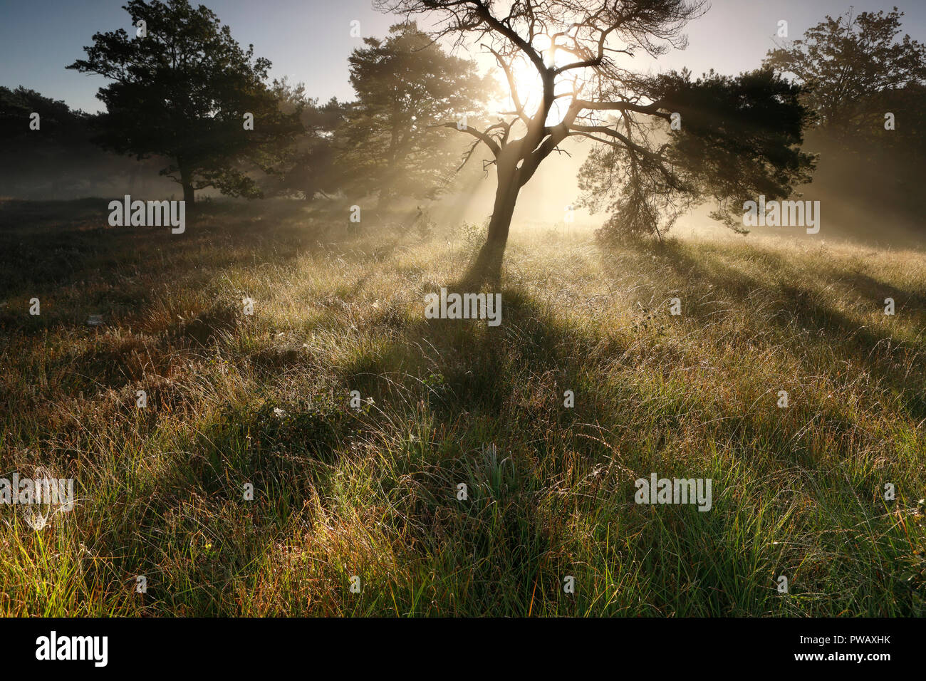 Beaux rayons à travers les branches d'arbres en Matin brumeux Banque D'Images