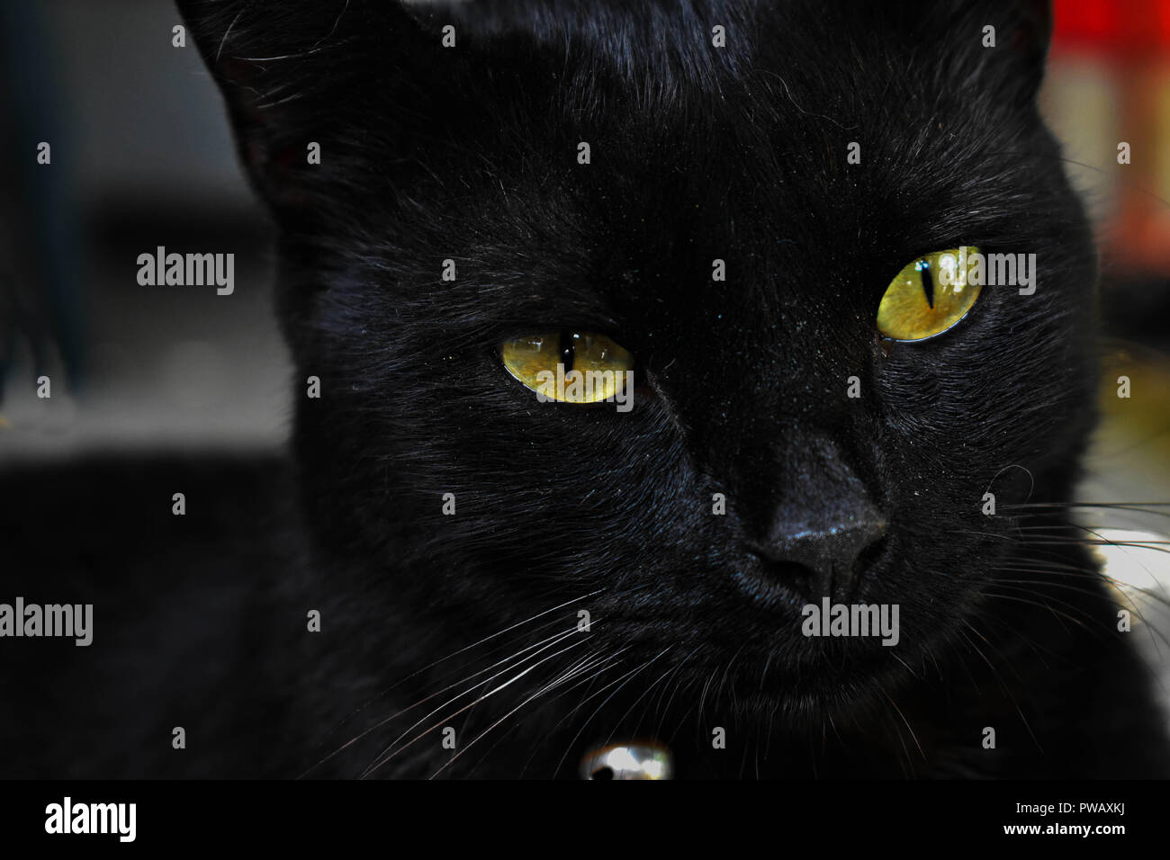 Closeup Portrait Of Adorable Chat Noir Aux Yeux Verts